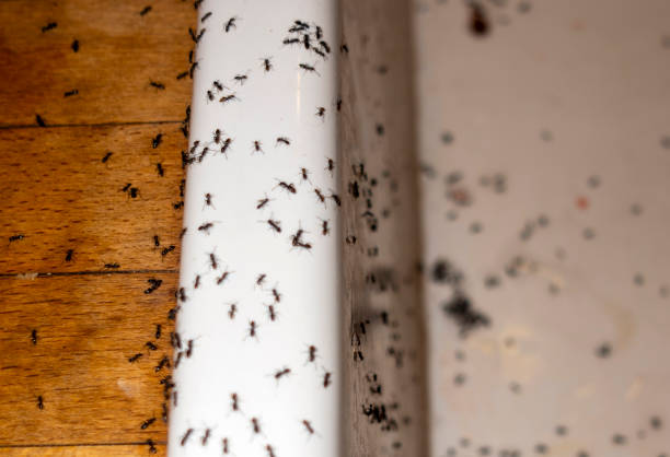 Best Flea Control Services  in Broadway, NC